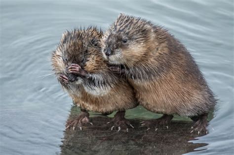 Jan 17, 2019 ... Whether it's Muskrat Suzie or Muskrat Sam (if you remember the corny Captain and Tenille song “Muskrat Love”) I'm not sure. But this much I ...